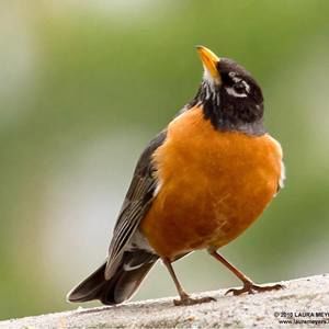 Meet your Posher, Robin